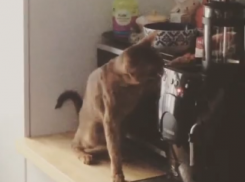 Выпрашивающий кофе кот умилил пользователей Сети в Воронеже 