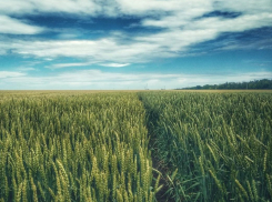 Не всегда довольным и сытым можно быть от рекордов воронежского  АПК 