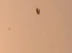 Тараканьи бега устраиваются на фасаде дома напротив «Пролетария» в Воронеже