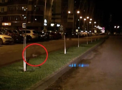 Попавший на видео заяц заставил воронежцев говорить о проблемах городской застройки