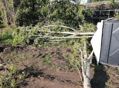 Трех птенцов вороны спасли после урагана в Воронежской области