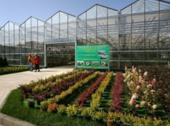 Аукцион по продаже питомника Воронежского «лестеха» провалился