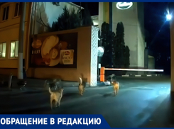 Собачья стая подчинила себе молочный завод в Воронеже 