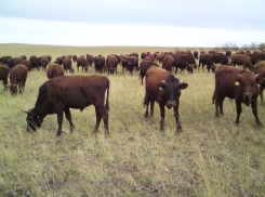 В Воронежской области трое мужчин воровали крупнорогатый скот