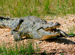В Воронеже девушка стала опекуном нильского крокодила Тоши