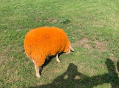 Психоделическая овца ввела в заблуждение путешественников из Воронежа
