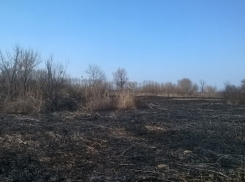 В Воронежской области рыбак чуть не спалил поселок, чтобы избавиться от гадюк
