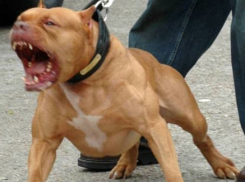 В Березовой роще бойцовская собака на глазах у жителей дома загрызла кошку