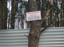 Власти приостановили вырубку Северного леса Воронежа