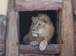 Благородный лев Альф был впервые выпущен в открытый вольер Воронежского зоопарка