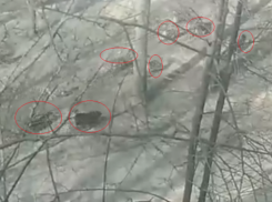 Стаю из 10 собак сняли на видео у «Северного» универсама в Воронеже