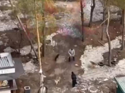 Стая собак напала на мужчину в Воронеже – опубликовано видео