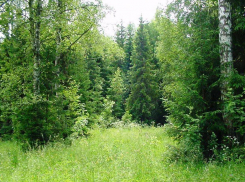 Воронежец в лесу напал на молодую семью и получил 2 года колонии