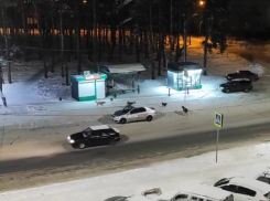 Страшно ходить вечером: «собачье царство» наглядно показали в Воронеже