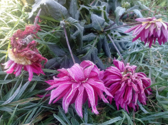 Последствия первых заморозков показали воронежцы