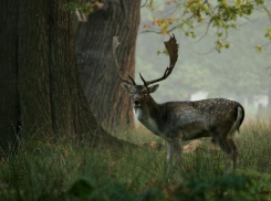 Более 100 благородных оленей поселятся в Воронежском оленариуме 
