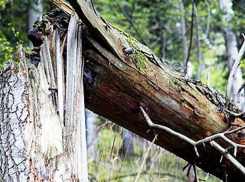 В Воронеже проводят проверку после ЧП со школьником в День знаний