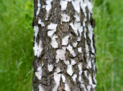 Воронежская фирма заплатит 200 тыс рублей за 5-метровые деревья на участке