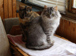 Воронежцы не поверили в трогательную историю неразлучных кошек 