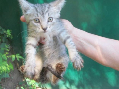 Спасатели достали крошечного котенка из огромного колодца в Воронеже