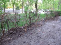 Фонд капитального ремонта «отремонтировал» живую изгородь методом уничтожения