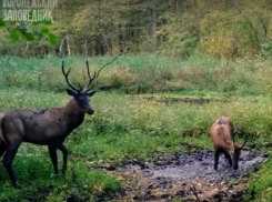 Три страстных оленя купались в грязи перед свиданиями в Воронежской области