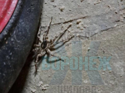 О неприятной встрече с мерзкой быстро ползучей тварью рассказал воронежец 