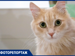 Как выглядит новый дом мурчальников и мурмурников в Воронеже