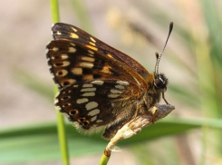 В Воронежском заповеднике летает редкая бабочка из Красной книги
