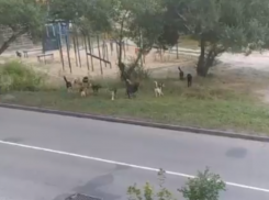 Обходим километр, чтобы не напали: стая собак терроризирует жителей воронежского поселка