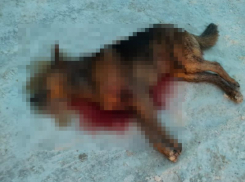 Собак жестоко расстреляли в Воронеже 