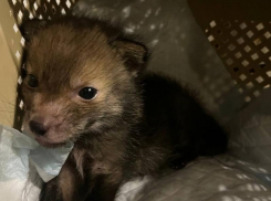 Потерянного мамой лисенка спасли в Воронежской области