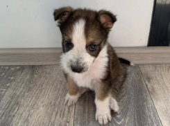 Повзрослевший щенок раскрыл хитрую схему жительницы Воронежа – девушка задержана 