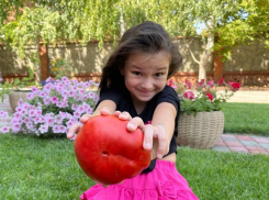 Не просто помидор, а «мясной»: хоть в салат, хоть на бутерброд!