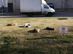 Собачий протест на газоне изумил пользователей в Воронеже