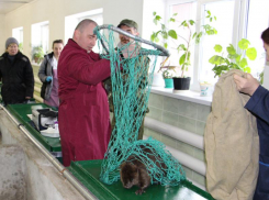 Как проходит забор крови у бобров, показал воронежский заповедник