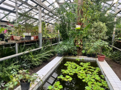 Кому достался многомиллионный грант на сохранение ботанического сада воронежского вуза