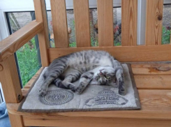 Храбрый поступок совершил котенок в Воронежской области 