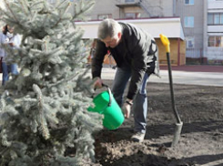 Александр Гусев на городском субботнике посадил голубую ель и рябину
