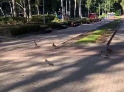 Легкий променад воронежских уток попал на видео парке «Динамо»