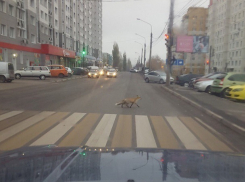 Перебегающую дорогу по «зебре» лису сфотографировали в Воронеже