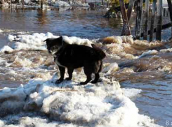 Воронежцы обвинили в новоусманском наводнении халатность и русский авось