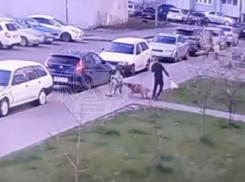 Нападение собаки на катающегося на самокате мальчика попало на видео в Воронеже