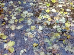 В Воронеже на рабочей неделе сильно потеплеет, и пройдут дожди