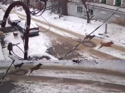 В мэрии сообщили о мерах после нападения собак на ребенка в Воронеже