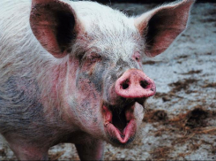 Как в Воронежской области фермеры поссорились с крупным бизнесом из-за ликвидации АЧС