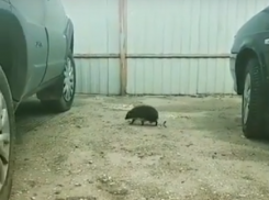 Умилительное дефиле ежика попало на видео в Воронеже