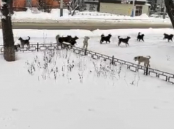 Многочисленную стаю агрессивных псов сняли на видео у школы в Воронеже