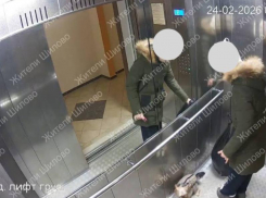 Пушистый засранец привел в гнев жителя воронежского Шилово