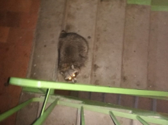 Потерявшийся енот поднял на уши подъезд многоэтажки в Воронеже      